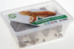 Outlet Pisces Live Pisces - Live Crickets Medium Tub