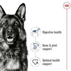 Online Royal Canin - Dry Royal Canin - Maxi Adult Dog Dry Food (15kg)