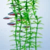 Online Tetra - Anacharis DecoArt Plant (Medium)